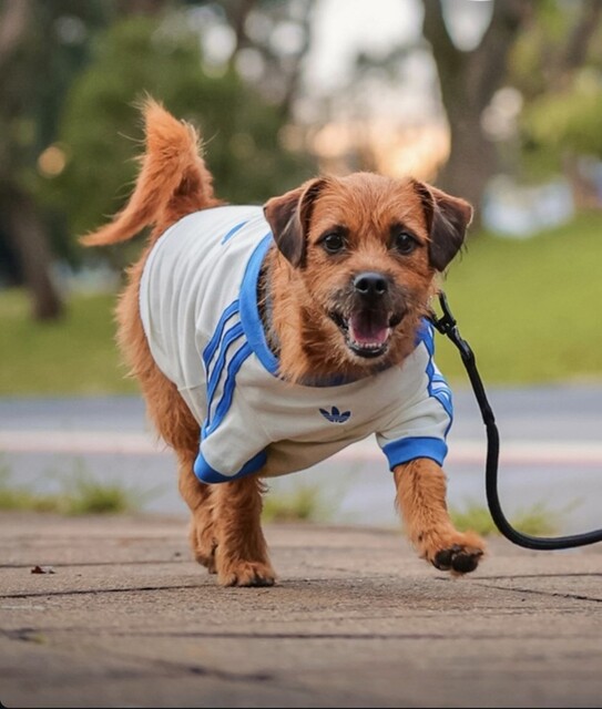 adidas Pet Collection | adidas US