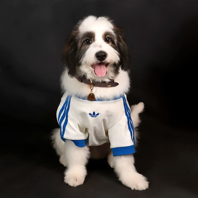 adidas PET CALI TEE - White | Free Shipping with adiClub
