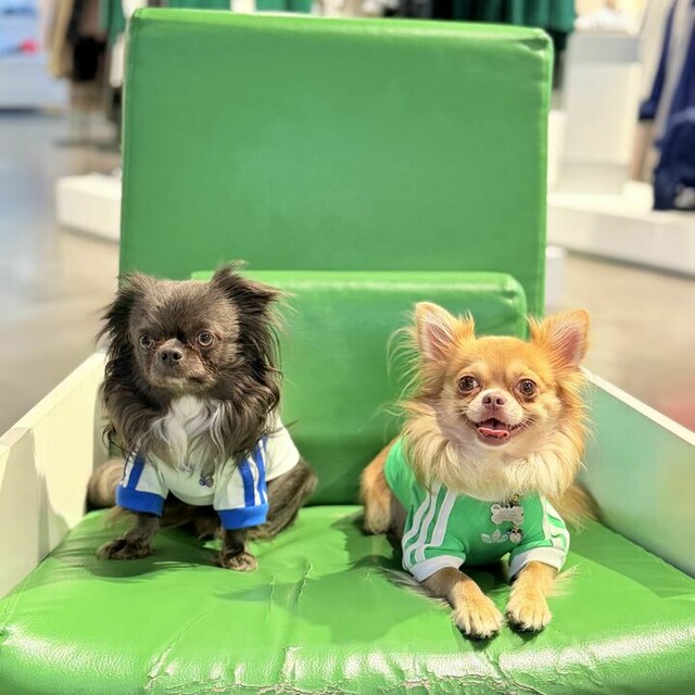 adidas PET CALI TEE - White | Free Shipping with adiClub