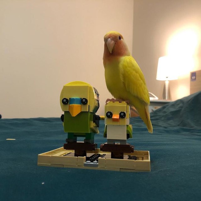 lego parakeet